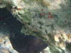 Hypoplectrus nigricans