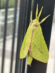 Aenetus eximia
