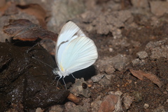 Itaballia demophile centralis