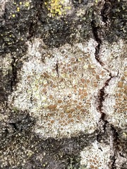 Caloplaca cerina