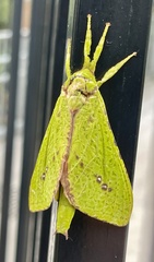 Aenetus eximia