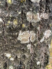 Caloplaca cerina
