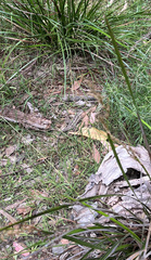 Amphibolurinae