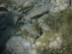 Halichoeres maculipinna