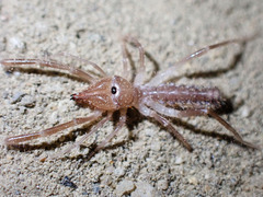Eremobatidae