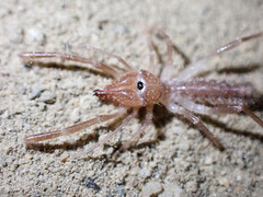 Eremobatidae