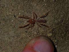 Eremobatidae