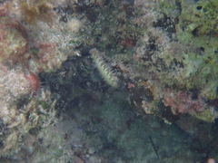 Hermodice carunculata