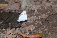 Itaballia demophile centralis