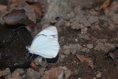 Itaballia demophile centralis