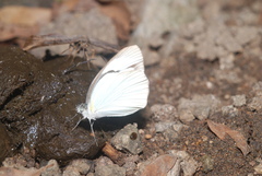 Itaballia demophile centralis