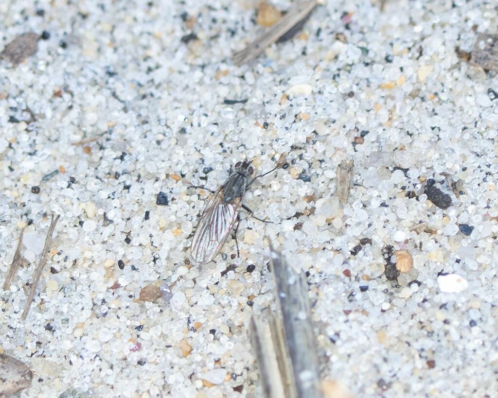 seaweed fly