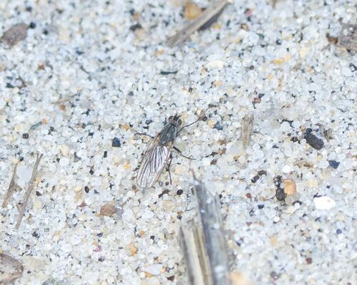 seaweed fly