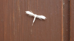 Pterophorus