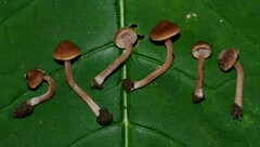 Inocybe subexilis