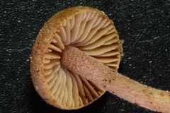 Inocybe subexilis