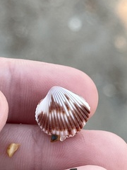 Dinocardium robustum