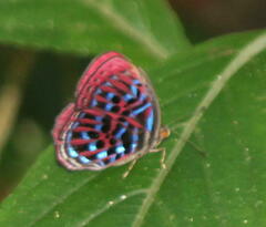 Paralaxita
