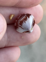 Dinocardium robustum