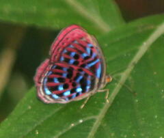 Paralaxita