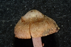 Inocybe subexilis