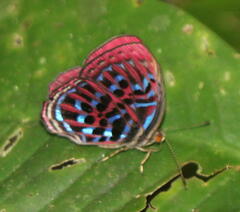 Paralaxita