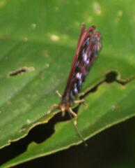 Paralaxita