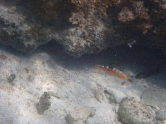 Halichoeres radiatus