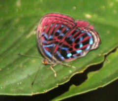 Paralaxita