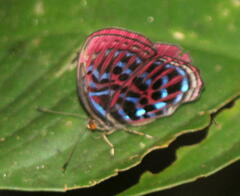 Paralaxita