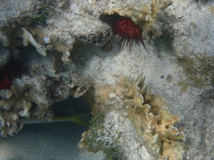 Millepora complanata