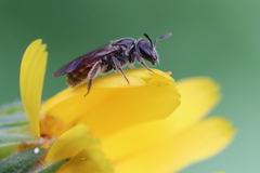 Sphecodogastra