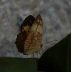 Cupha