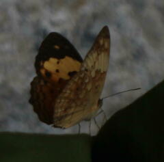 Cupha