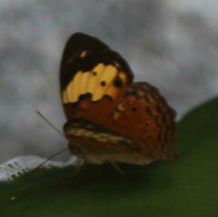 Cupha