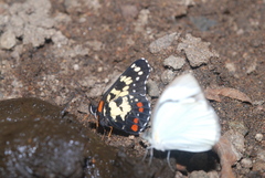 Itaballia demophile centralis