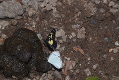 Itaballia demophile centralis