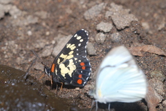 Itaballia demophile centralis