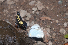 Itaballia demophile centralis