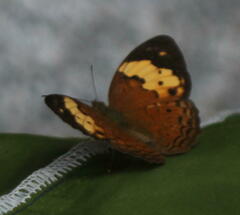 Cupha