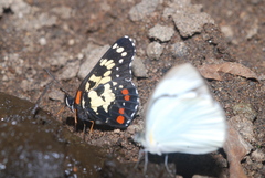 Itaballia demophile centralis