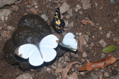 Itaballia demophile centralis