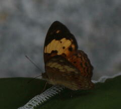 Cupha
