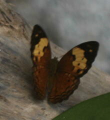 Cupha