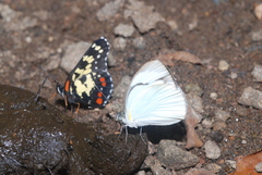 Itaballia demophile centralis