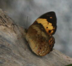 Cupha