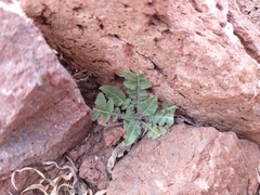 Oenothera primiveris