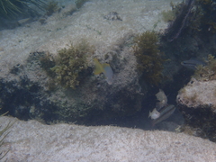 Ocyurus chrysurus