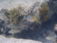Ocyurus chrysurus