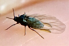 Tetraneura